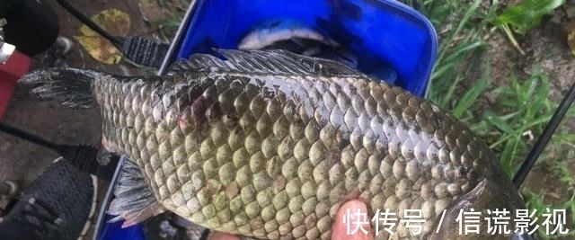 立冬后降温明显，野钓根据天气，抓住最后的“窗口期”