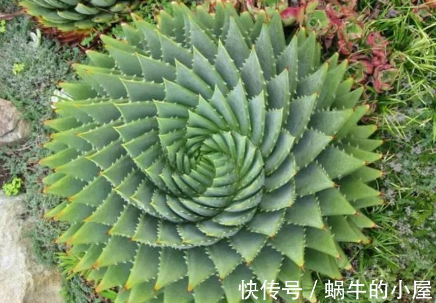 龟甲牡丹|盘点5种贵货多肉，大多数人养不起，养了要珍惜，你家养过几种？