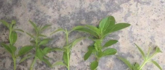 太阳花|适合6月扦插的“3种花”，生根快，长得快，30天开出满盆花