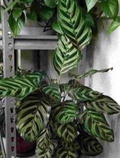 这三种花虽然丑,古代“大户人家”最爱养,“寓意好”遇水就疯长!