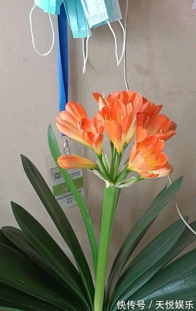 啤酒|给君子兰喝一种饮料,一年长6片叶片,闪亮发光