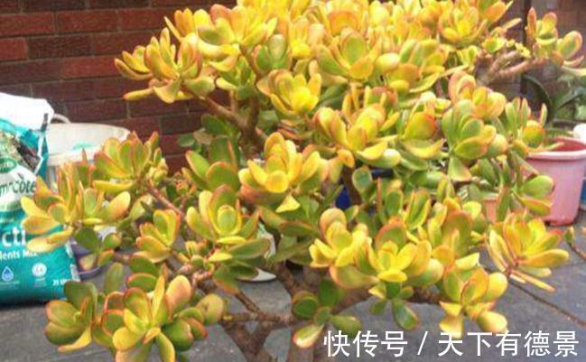 姬红花月叶色红艳,株型低矮,观赏性比绿玉树更胜一筹