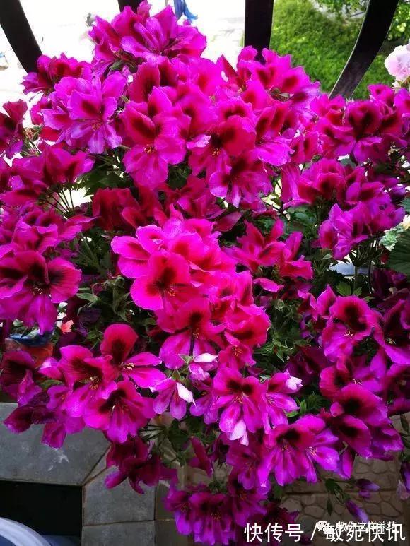 3种花太贵，别再买了，剪几个枝就能扦插几十盆！