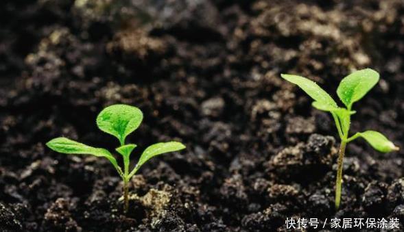 高效|茄子只开花不结果，不仅仅是因为缺硼，了解全部诱因高效解决问题