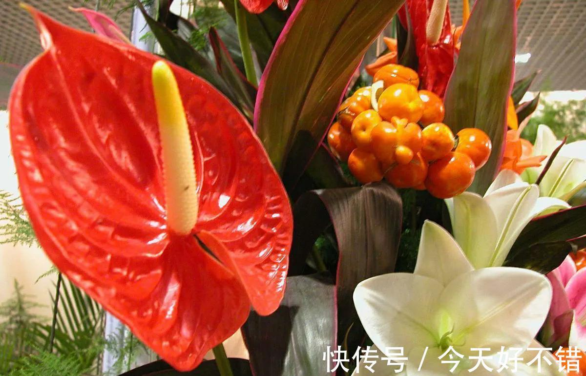 秋冬季节适合养红掌，花朵鲜艳，寓意好，越养越顺心