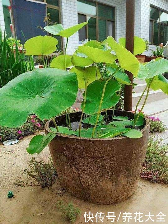 这5种花特别不怕晒，夏天里，养花杀手的福音