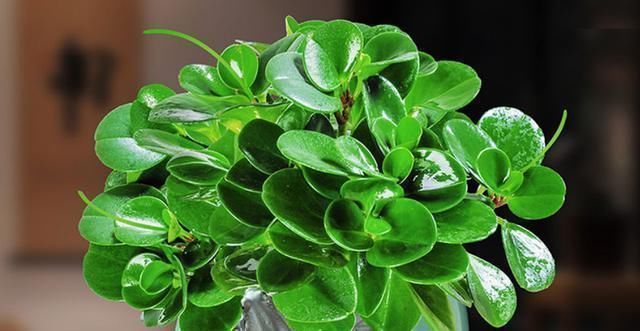 2种“废水”家家有,处理之后来浇花,根粗叶绿,半年不用施肥