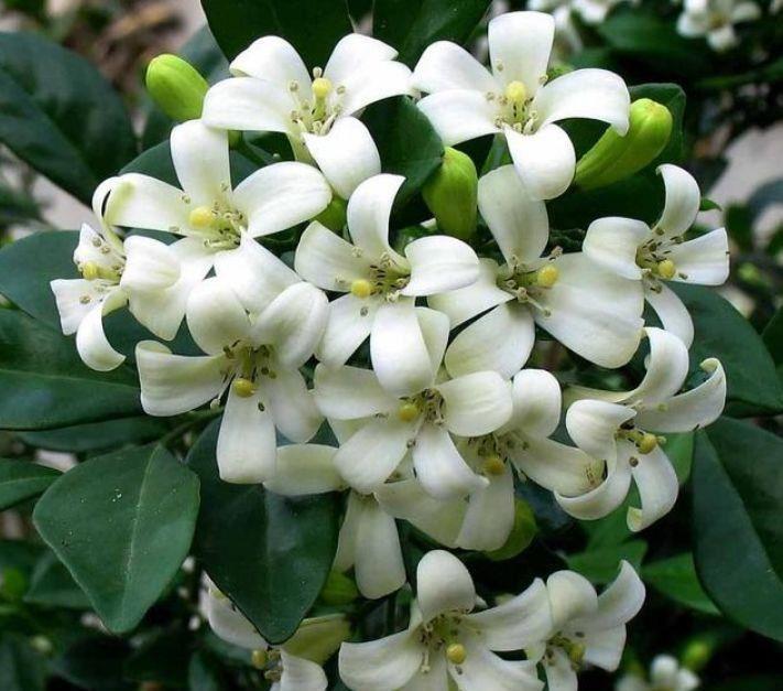 4种花家养里,叶子油绿,美观大气上档次,颜值超高的