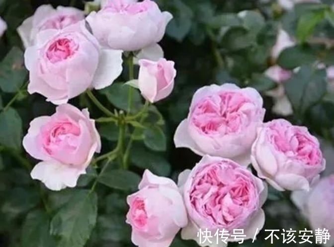 几款花卉，幽香暗淡，花型圆滚惹人爱，新手也能养很好