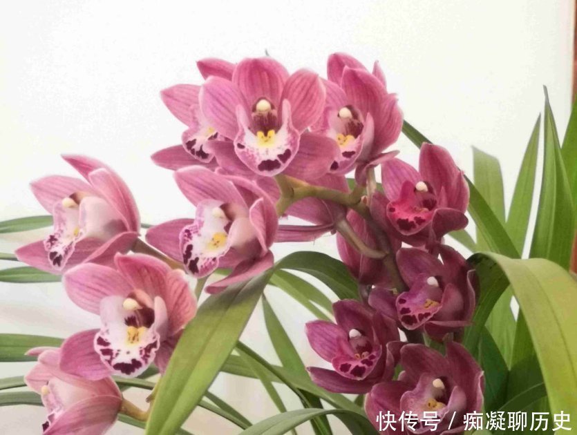 花友们|养兰花不如养这种花，花大如拳头，碾压其它年宵花