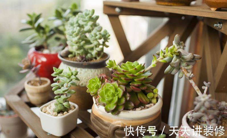 浇灌|立秋后,不要马上给多肉多浇水,多注意这几点,不空盆