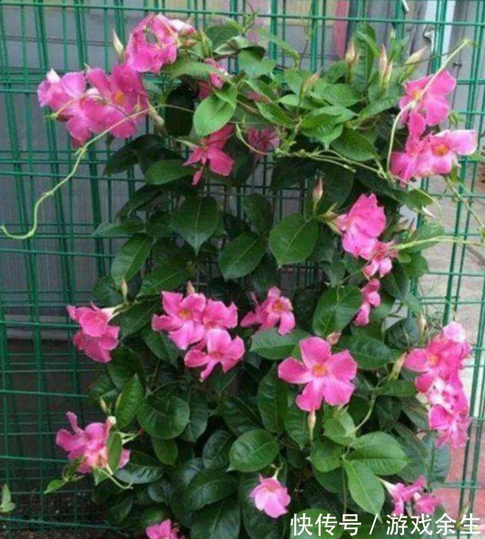 家有小院，用几种植物打造花墙，从春美到秋