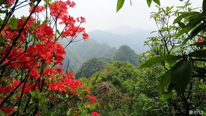 山上开遍映山红