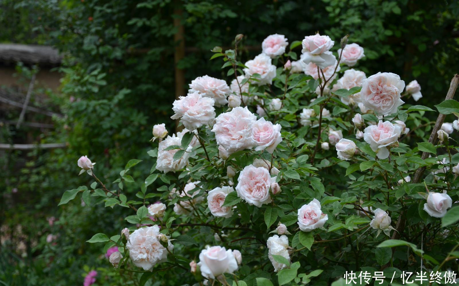 3种花超让人喜欢,植株低矮,花色绚丽,四季开花不停,养护很容易