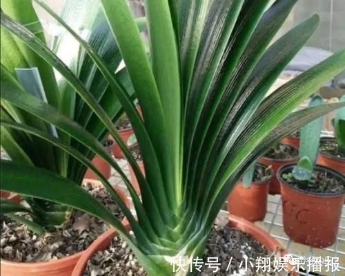 君子兰烂根又黄叶,因4个方面没做好,应及时改正养护方法