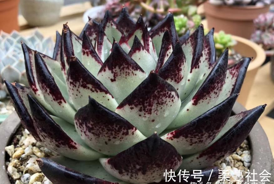黑檀汁|多肉乌木品种众多且十分混乱，我们如何才能挑到称心如意的呢？