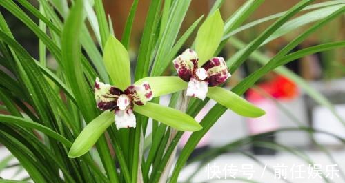 花都不会买,还谈什么养,教你买到正经靠谱的花花草草!