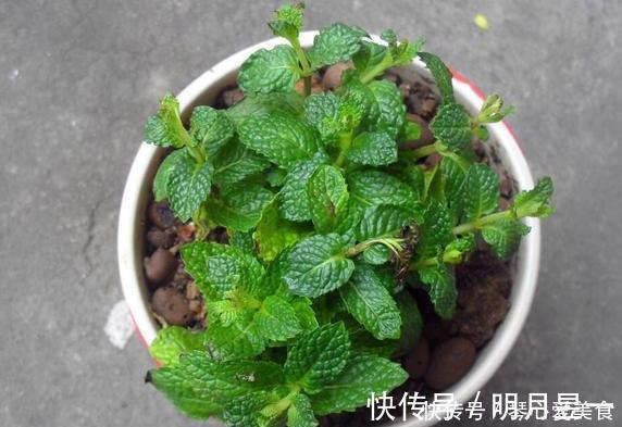 喜欢盆栽这3款植物就赚大了,既能观赏又能治病,堪称天然药箱