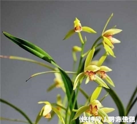 只需这4招，兰花不烂根不黄叶，长得好易开花！