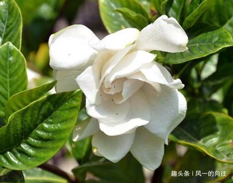 栀子花最爱这种“神仙水”，按照规律浇一点，枝嫩叶绿爆满盆