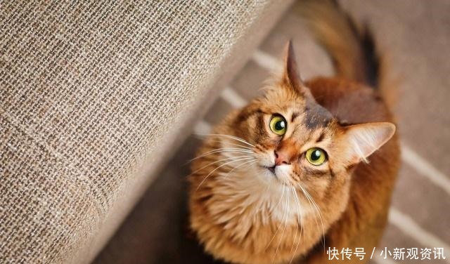 喵星人都有脸盲症科学家猫聪明却没法认得