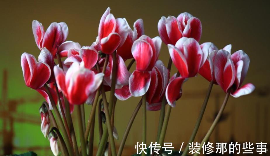 茶花|6种“娇气花”,天热谨慎买,回家就掉花苞,养不活太后悔