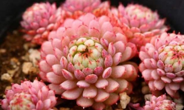 叶片|这些多肉是颜值担当，口碑却褒贬不一，喜欢和嫌弃严重“两极化”