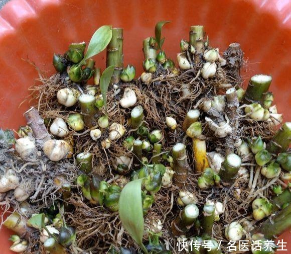 这些香香花,都有长寿命,只要种一次,开花几十年,爆满小球球!