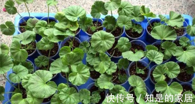 茎干|秋冬养花就养它们，好活漂亮，动手多扦插几盆，阳台马上变花海