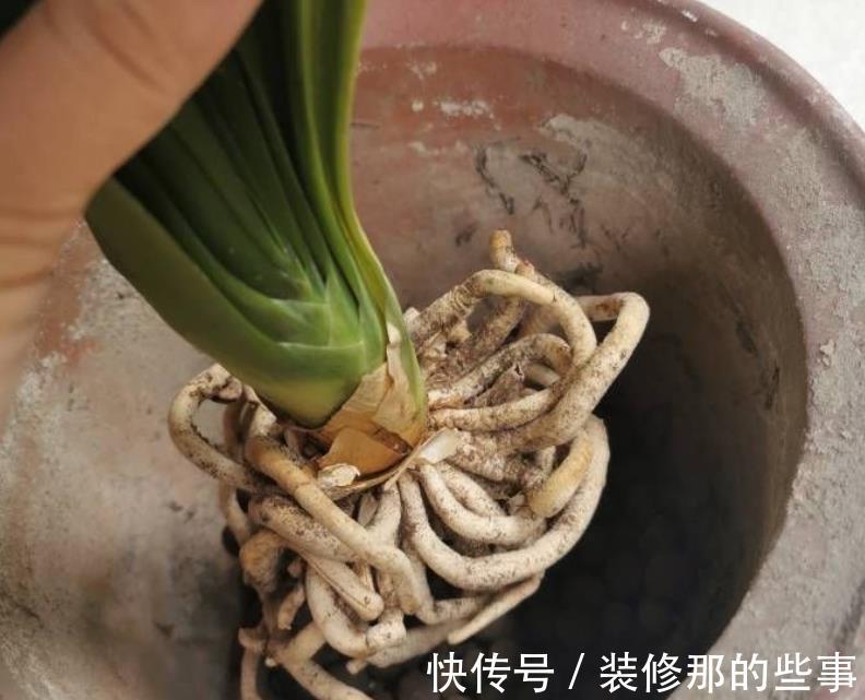 株苗|天气时冷时热，养花别急着干3件事，不然盆栽很难安然过8月