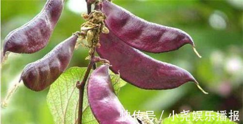 仙人掌果|想长寿先会吃常吃几种食物,延缓衰老,排毒养颜,预防心血管疾病