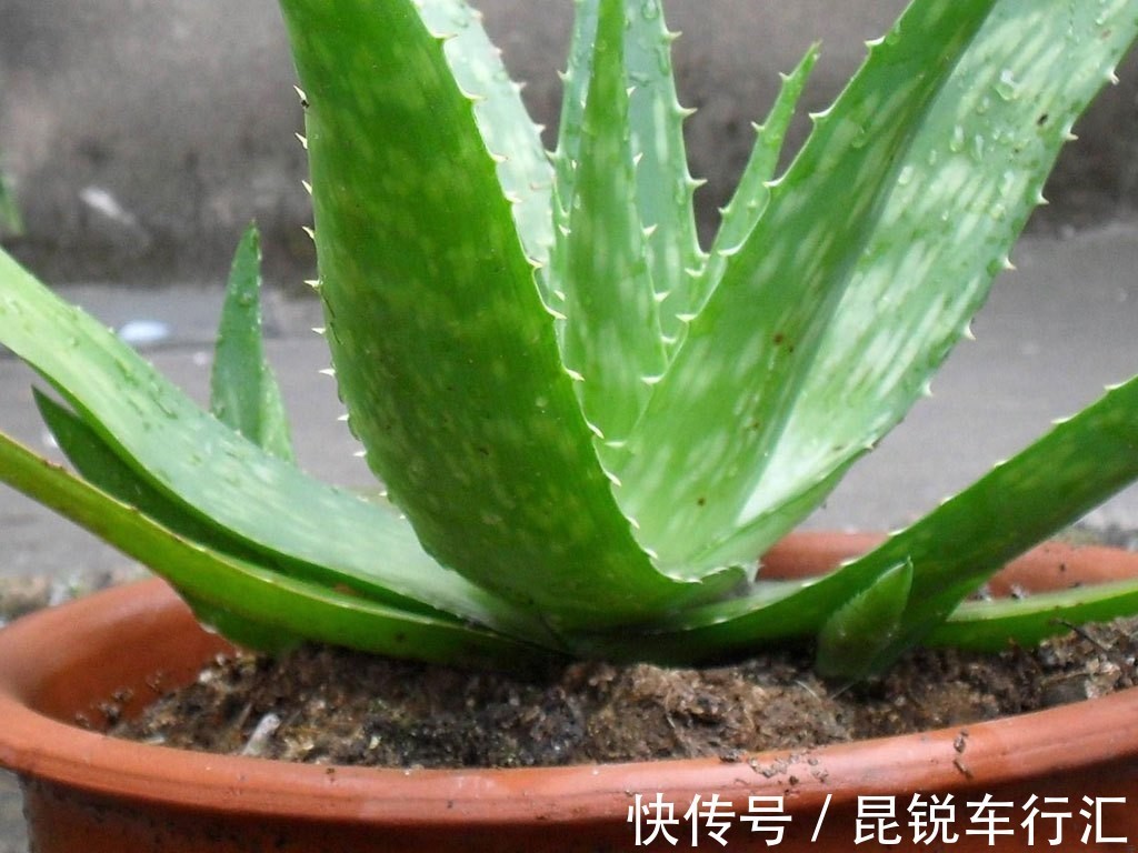 养花人不可不知的知识:盆栽此3款绿植,旺家旺人