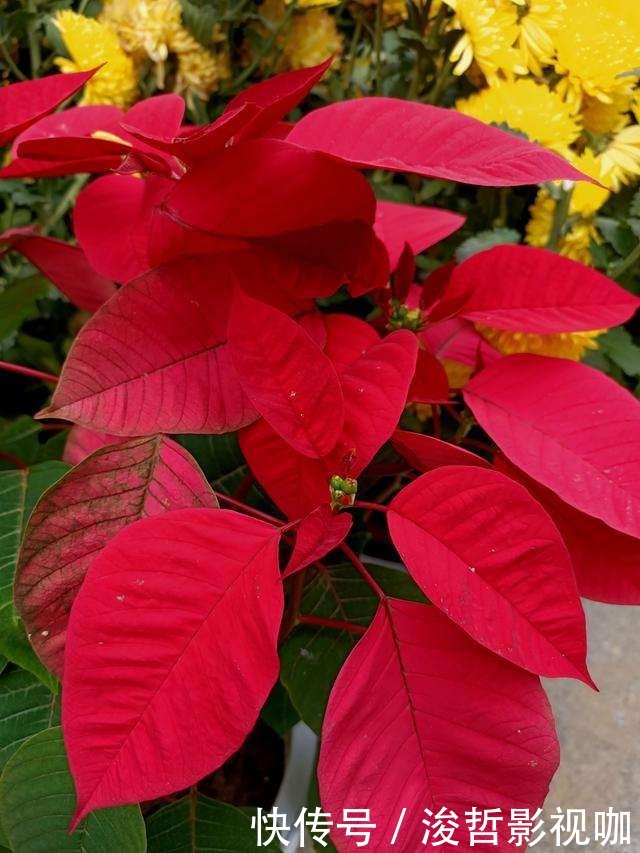 花友们|“5种”有毒花别乱养,换盆要戴手套,小心皮肤红肿