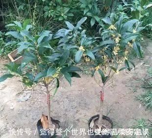 扦插|路边“3种树”,见了掰个枝,插盆就生根,做成盆景,寓意吉祥