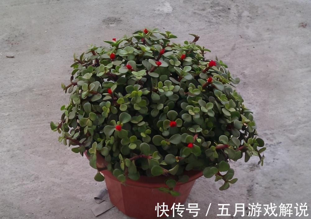 多肉植株中的金枝玉叶,木质化主茎随便修剪,就是上好盆景