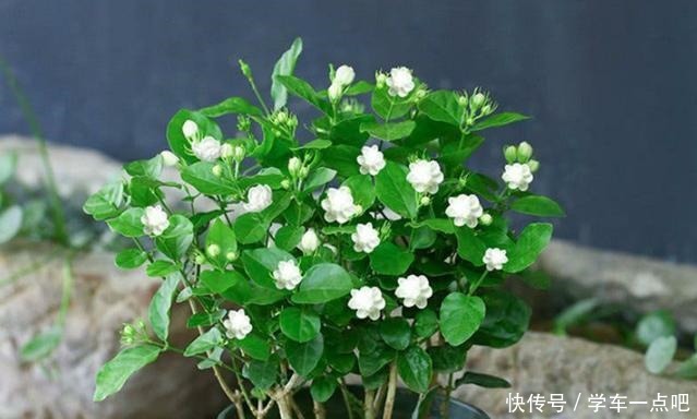 茉莉花枝叶稀疏,黄叶落叶开花少四个技巧促进它花开满枝长势旺!