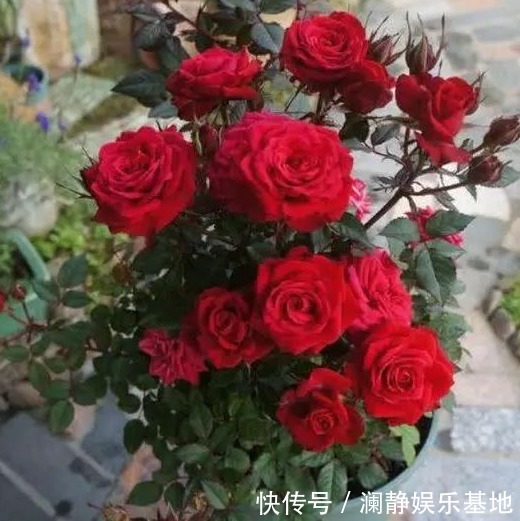 5种“懒人花”，个个长爆盆，开花也漂亮，家里变成“小花园”