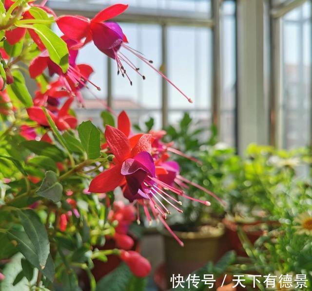 倒挂金钟|这种花，天热难活，赶紧扦插，年年都会有花开