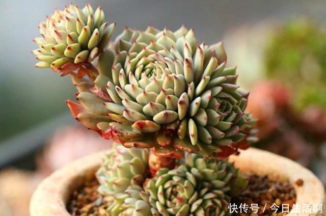 多肉长得快不快，土壤很关键，多肉分类配土的7种方法！