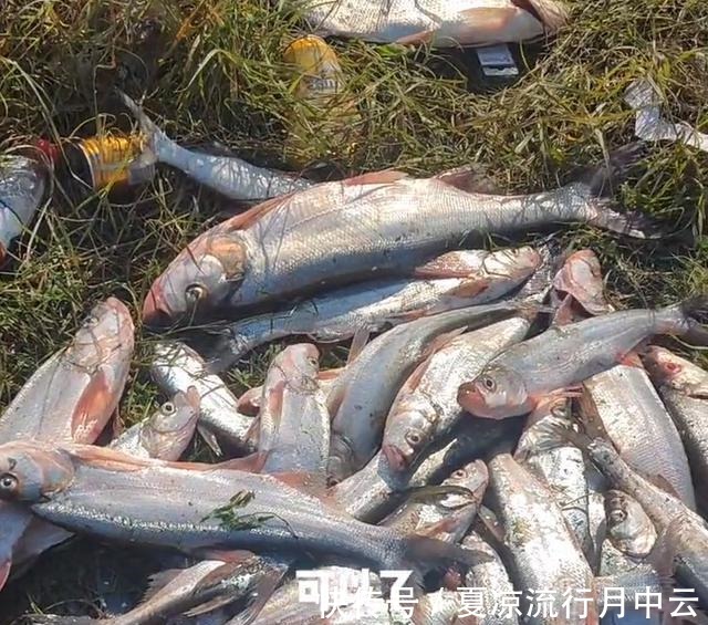 泥鳅钓法浙江钓友半天钓几十条大翘嘴鱼,网友你吃得完吗!