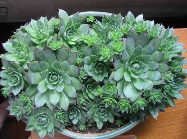 高温天气养观音莲,3个小技巧,侧芽不断长,1个月就爆满盆