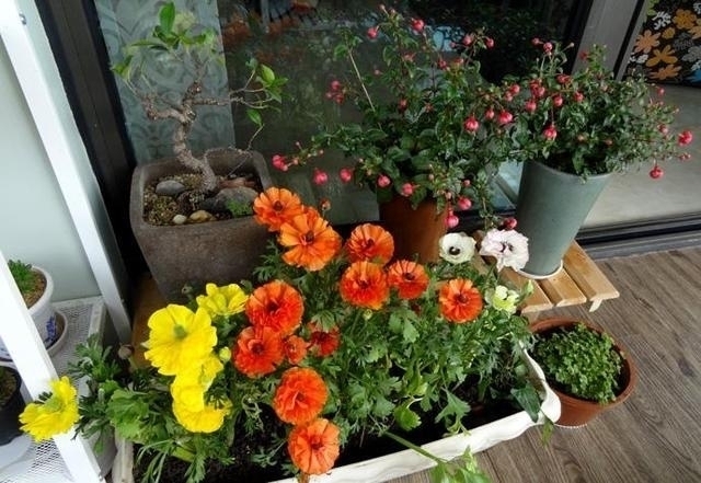 养花不在多，家中养上这“3种”，安宅又“旺财”，舒适又健康