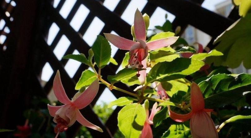 金钟|倒挂金钟叶子发黄怎么回事，这样就轻松解决倒挂金钟叶黄问题