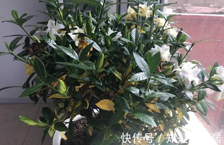 软腐病|5种花美则美矣，就是不好养，没有四五年的养花经验，越养越闹心