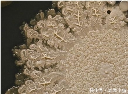 菌落|8岁小孩出去玩,回家不洗手按了个手印,妈妈培养48小时后