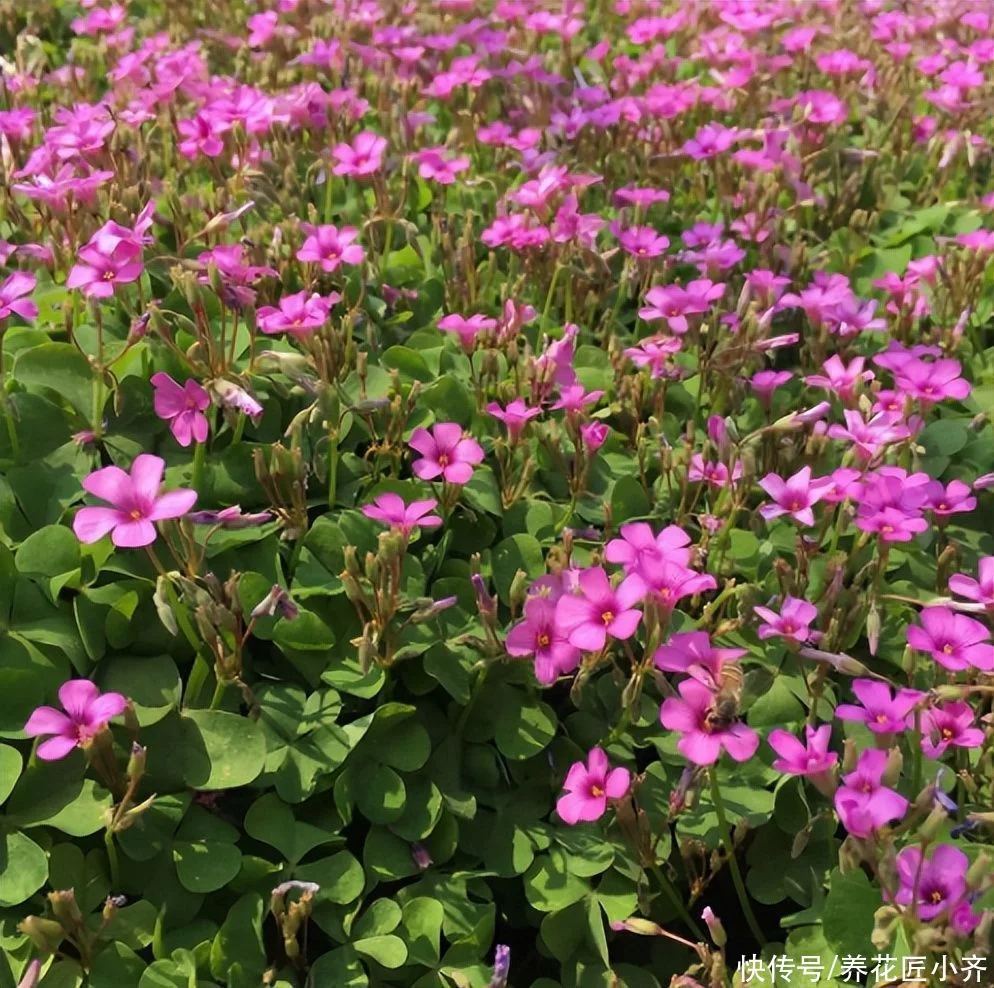 天下风物——《10种“流氓花”，养它的都“后悔”了，一棵就泛滥，铲都铲不完》风光题照