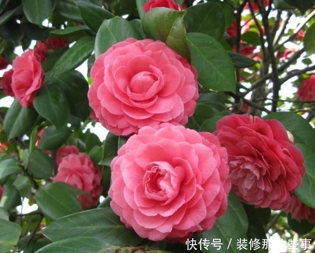 阳台养上3种花,比牡丹好看,比吊兰好养,你养了吗