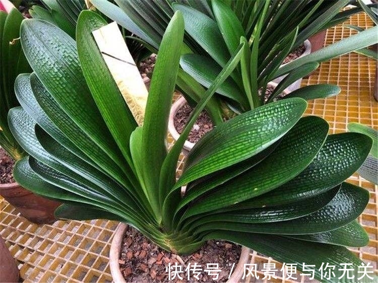 如何挑选君子兰优质君子兰有明显的“特点”，花大色艳叶片美