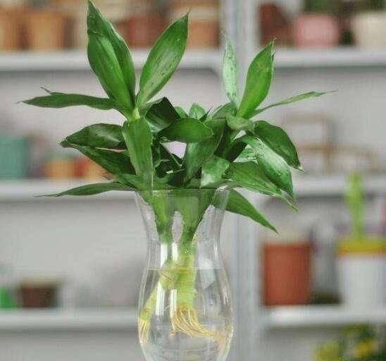 水培植物|4种药片过期了不要扔,养花用一片,杀菌消毒、防黄化、促生根