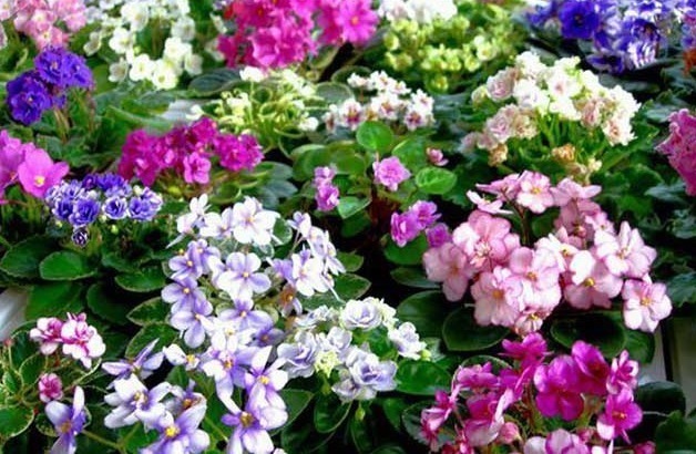 大岩桐|这2种花比月季好看!叶片扦插就成活,半年开花,一年种出20盆!